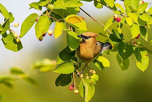 Cedar waxwing in serviceberry bush, Marion County, Illinois. Animals Print